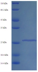 CELA2A / ELA2A Protein