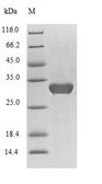 CELA3B / ELA3B Protein - (Tris-Glycine gel) Discontinuous SDS-PAGE (reduced) with 5% enrichment gel and 15% separation gel.
