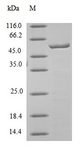 Ces1c / Carboxylesterase 1C Protein - (Tris-Glycine gel) Discontinuous SDS-PAGE (reduced) with 5% enrichment gel and 15% separation gel.
