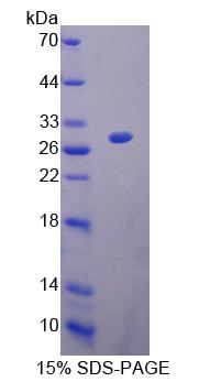 CHRNA2 Protein - Recombinant Cholinergic Receptor, Nicotinic, Alpha 2 By SDS-PAGE