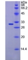 Chymotrypsin C Protein - Recombinant Elastase 4 By SDS-PAGE