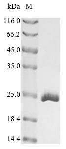 CIRP / CIRBP Protein - (Tris-Glycine gel) Discontinuous SDS-PAGE (reduced) with 5% enrichment gel and 15% separation gel.