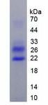 CIRP / CIRBP Protein - Recombinant Cold Inducible RNA Binding Protein (CIRBP) by SDS-PAGE