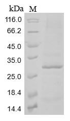 CLEC12A / CD371 Protein - (Tris-Glycine gel) Discontinuous SDS-PAGE (reduced) with 5% enrichment gel and 15% separation gel.