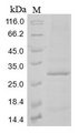 CLEC12A / CD371 Protein - (Tris-Glycine gel) Discontinuous SDS-PAGE (reduced) with 5% enrichment gel and 15% separation gel.