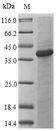 CLECSF6 / DCIR Protein - (Tris-Glycine gel) Discontinuous SDS-PAGE (reduced) with 5% enrichment gel and 15% separation gel.