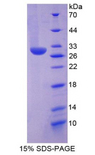 CMA1 / Mast Cell Chymase Protein - Recombinant  Chymase 1, Mast Cell By SDS-PAGE