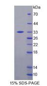CNPase Protein - Recombinant 2',3'-Cyclic Nucleotide 3'-Phosphodiesterase (CNP) by SDS-PAGE