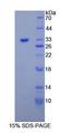 COL1A1 / Collagen I Alpha 1 Protein - Recombinant Collagen Type I Alpha 1 By SDS-PAGE