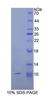 COL2A1 / Collagen II Alpha 1 Protein - Recombinant Collagen Type II Alpha 1 By SDS-PAGE
