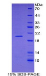 COL3A1 / Collagen III Protein - Recombinant Collagen Type III Alpha 1 By SDS-PAGE