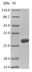 COL4A2 / Collagen IV Alpha2 Protein - (Tris-Glycine gel) Discontinuous SDS-PAGE (reduced) with 5% enrichment gel and 15% separation gel.