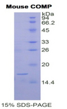 COMP / THBS5 Protein - Recombinant Cartilage Oligomeric Matrix Protein By SDS-PAGE