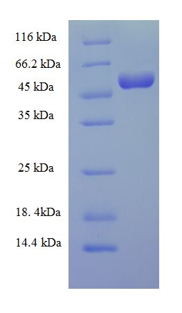 Complement C3 Protein