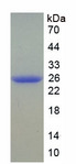 COMT Protein - Recombinant Catechol-O-Methyltransferase By SDS-PAGE