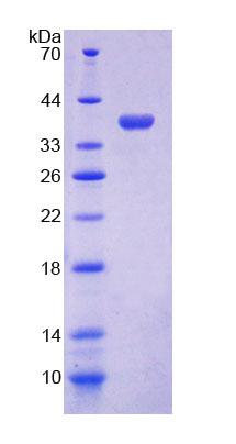 COX6C Protein - Recombinant Cytochrome C Oxidase Subunit VIc (COX6c) by SDS-PAGE
