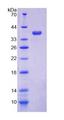 COX6C Protein - Recombinant Cytochrome C Oxidase Subunit VIc (COX6c) by SDS-PAGE
