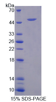 CPA3 Protein - Recombinant Carboxypeptidase A3, Mast Cell By SDS-PAGE