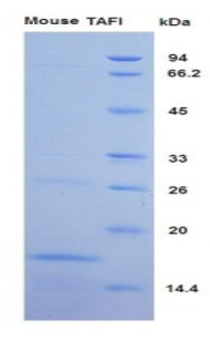 CPB2 / TAFI Protein - Recombinant Thrombin Activatable Fibrinolysis Inhibitor By SDS-PAGE