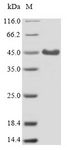 CR1L / CRRY Protein - (Tris-Glycine gel) Discontinuous SDS-PAGE (reduced) with 5% enrichment gel and 15% separation gel.