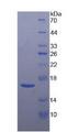 CRH / CRF Protein - Recombinant Corticotropin Releasing Hormone By SDS-PAGE