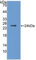 CSF1 / MCSF Protein - Active Colony Stimulating Factor 1, Macrophage (MCSF) by WB