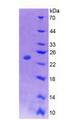 CSF1 / MCSF Protein - Recombinant Colony Stimulating Factor 1, Macrophage By SDS-PAGE
