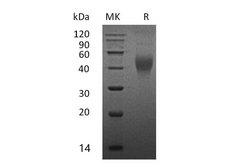 CSF1 / MCSF Protein - Recombinant Mouse M-CSF/CSF1 Protein-Elabscience