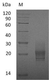 CSF2 / GM-CSF Protein - (Tris-Glycine gel) Discontinuous SDS-PAGE (reduced) with 5% enrichment gel and 15% separation gel.