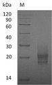 CSF2 / GM-CSF Protein - (Tris-Glycine gel) Discontinuous SDS-PAGE (reduced) with 5% enrichment gel and 15% separation gel.