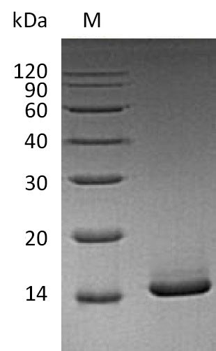 CSF2 / GM-CSF Protein - (Tris-Glycine gel) Discontinuous SDS-PAGE (reduced) with 5% enrichment gel and 15% separation gel.