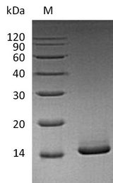 CSF2 / GM-CSF Protein - (Tris-Glycine gel) Discontinuous SDS-PAGE (reduced) with 5% enrichment gel and 15% separation gel.