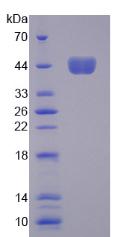 CSF2 / GM-CSF Protein - Active Colony Stimulating Factor 2, Granulocyte Macrophage (GMCSF) by SDS-PAGE