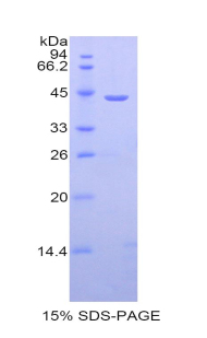CSF3 / G-CSF Protein - Recombinant Colony Stimulating Factor 3, Granulocyte By SDS-PAGE