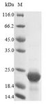 CST3 / Cystatin C Protein - (Tris-Glycine gel) Discontinuous SDS-PAGE (reduced) with 5% enrichment gel and 15% separation gel.