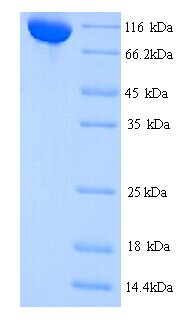 CTCFL / BORIS Protein