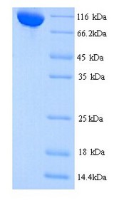 CTCFL / BORIS Protein