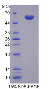 CTSG / Cathepsin G Protein - Recombinant Cathepsin G By SDS-PAGE