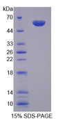 CTSG / Cathepsin G Protein - Recombinant Cathepsin G By SDS-PAGE