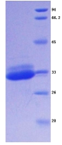 CTSS / Cathepsin S Protein - Recombinant Cathepsin S By SDS-PAGE
