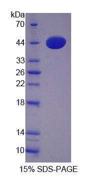 CTSW / Cathepsin W Protein - Recombinant Cathepsin W (CTSW) by SDS-PAGE