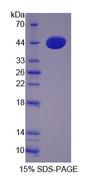 CTSW / Cathepsin W Protein - Recombinant Cathepsin W (CTSW) by SDS-PAGE