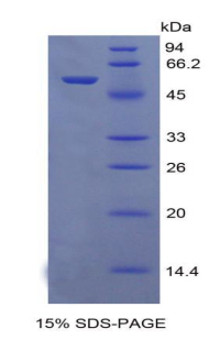 CXCL1 / GRO Alpha Protein - Recombinant Neutrophil Activating Protein 3 By SDS-PAGE