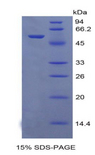 CXCL1 / GRO Alpha Protein - Recombinant Neutrophil Activating Protein 3 By SDS-PAGE