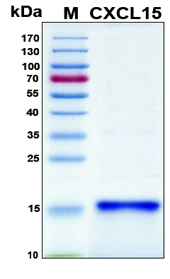 Cxcl15 Protein - SDS-PAGE under reducing conditions and visualized by Coomassie blue staining