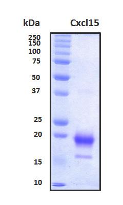 Cxcl15 Protein