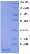 CXCL3 / GRO Gamma Protein