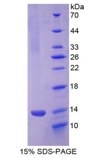 CXCL4 / PF4 Protein - Recombinant Platelet Factor 4 By SDS-PAGE