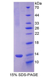 CXCL4 / PF4 Protein - Recombinant Platelet Factor 4 By SDS-PAGE