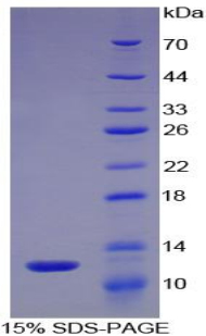 CXCL5 Protein - Recombinant Epithelial Neutrophil Activating Peptide 78 By SDS-PAGE